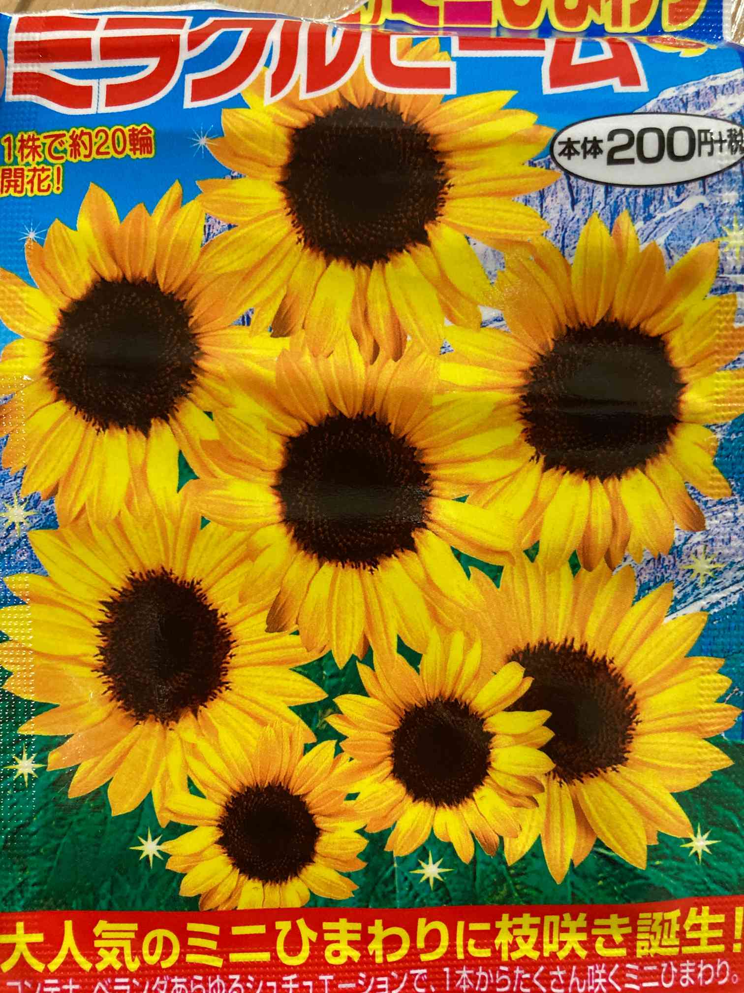 タネから育てるヒマワリ🌻ミラクルビームin北海道｜🍀GreenSnap