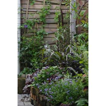 八月の箱庭の画像 by 我楽多さん | 小さな庭といつもの箱庭（メインの花壇）とOLY ED 75mm F1.8とOM-D E-M1Ⅱと八月の箱庭