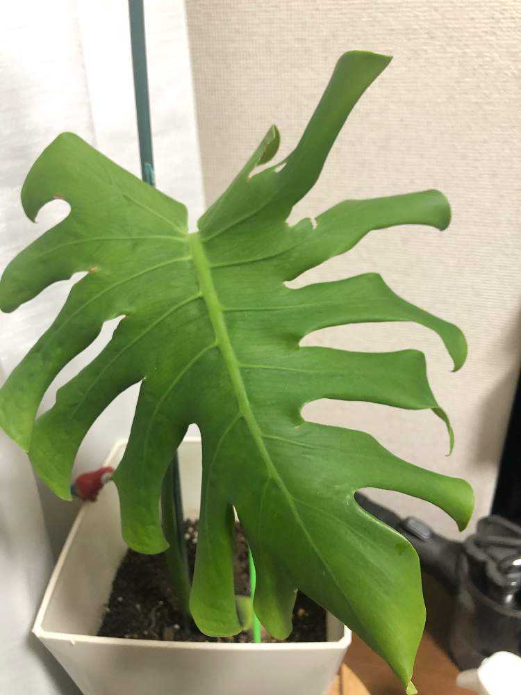 瀕死になったモンステラの復活を祈る会 Greensnap グリーンスナップ 瀕死になったモンステラの復活を祈る会 Greensnap グリーンスナップ