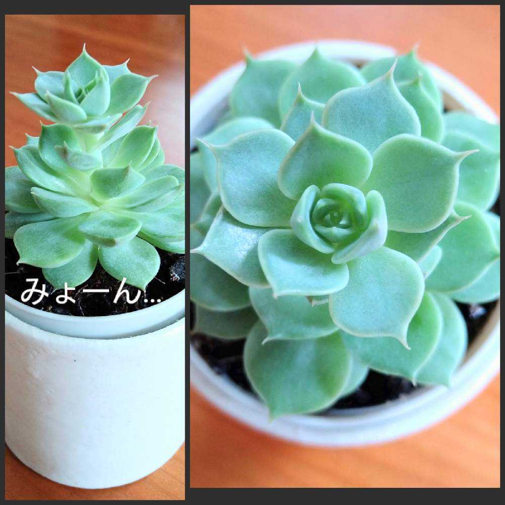 はじめての葉挿し🌱観察記録｜🍀GreenSnap（グリーンスナップ）