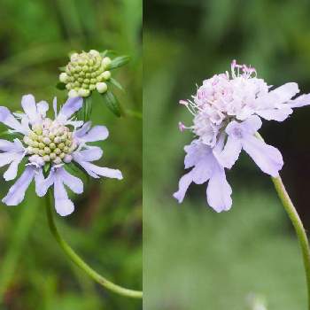 日本の固有種の投稿画像一覧 Greensnap グリーンスナップ