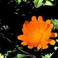 ネジバナ 捩花 の花言葉 意味や由来は ねじれた花の特徴とは Greensnap グリーンスナップ ネジバナ 捩花 の花言葉 意味や由来は ねじれた花の特徴とは Greensnap グリーンスナップ