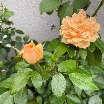 鉢植えの薔薇の画像 by ココさん | 小さな庭と山形と育てる楽しみとガーデンオブローズ♡と可愛いな♡と鉢植えの薔薇とバラ大好き♡と花のある暮らし