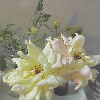 剪定した花の画像 by かぶとさん | キッチンと剪定した花とバラを楽しむとばら バラ 薔薇と剪定花
