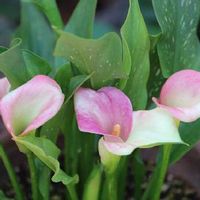 カラーの育て方 球根の植え替え時期は 植えっぱなしでも花は咲く Greensnap グリーンスナップ カラーの育て方 球根の植え替え時期は 植えっぱなしでも花は咲く Greensnap グリーンスナップ
