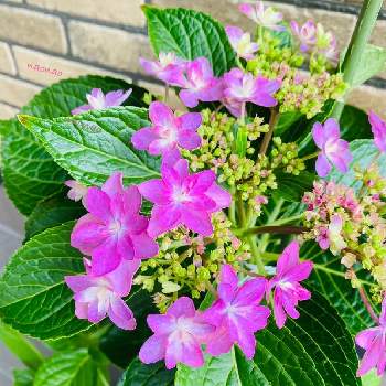 嬉しいサプライズの画像 by nao70＊さん | 小さな庭と紫陽花と元気もらえると咲いたよ♡と嬉しいサプライズと8月24日と比べてみた