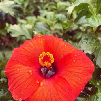 南国気分の画像 by yuccalさん | 小さな庭とハイビスカスと花いろいろとビタミンカラー✨と大切な癒やしと南国気分
