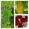 ゴーヤの育て方 種の植え方や肥料やり頻度は プランター栽培もできる Greensnap グリーンスナップ ゴーヤの育て方 種の植え方や肥料やり頻度は プランター栽培もできる Greensnap グリーンスナップ