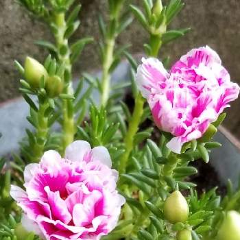 可愛い小さな花の画像 by Yume cafeさん | 小さな庭とつぼみと花のある暮らしとリトルマーメイドと可愛い小さな花