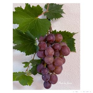 ぶどう《ピオーネ》,私の庭にいらっしゃい,自分たちで作り上げた庭,大きい葉の果実,甘〜いぶどうの画像