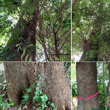 樫の木の投稿画像一覧 Greensnap グリーンスナップ