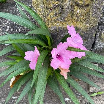 ヤナギバルイラソウの花の画像 by Couperin♪さん | お出かけ先と夏の花とお散歩道とヤナギバルイラソウの花