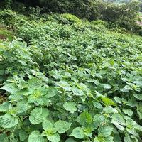 エゴマ 荏胡麻 の育て方 種からも栽培できる どんな栄養や効能がある Greensnap グリーンスナップ