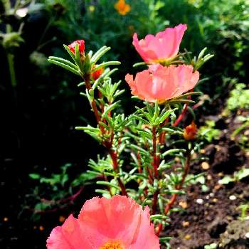 DAISOの種の画像 by つーちゃんさん | 小さな庭とマツバボタンと挿し芽と増やしたいとお恥ずかしいとバランス悪いと花に詳しくなりたいと恥ずかしい庭とガーデニング初心者と一輪咲くだけで嬉しいとDAISOの種とたくさん咲かせたい
