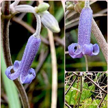 日本固有種の投稿画像一覧 Greensnap グリーンスナップ