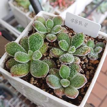 うぶ毛の投稿画像一覧 Greensnap グリーンスナップ