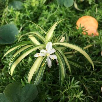 オリヅルランの花の投稿画像一覧 Greensnap グリーンスナップ