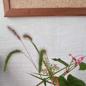 エノコログサ（ネコジャラシ）の画像 by あななさん | 玄関とエノコログサ（ネコジャラシ）とはなのある暮らしと花いろいろと花のある暮らしとカヤツリグサ♪とシュウカイドウ(秋海棠)