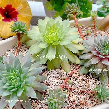 クランベリーカクテル センペルビウム 根付き Whirledpies Com