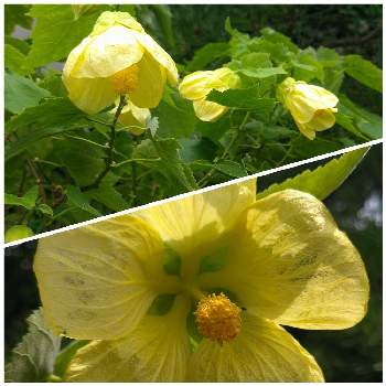 クリーム色の花の投稿画像一覧 Greensnap グリーンスナップ