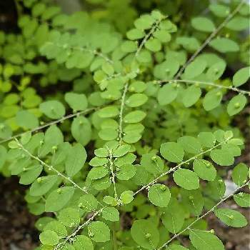 帰化植物の投稿画像一覧 Greensnap グリーンスナップ