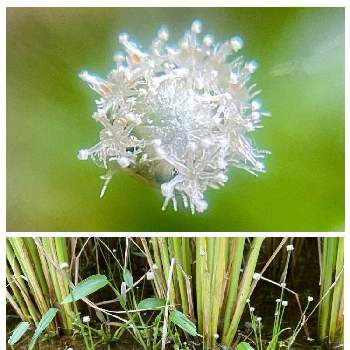 水田雑草の投稿画像一覧 Greensnap グリーンスナップ