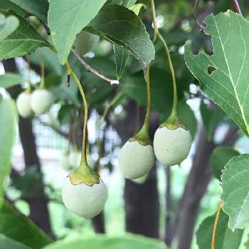 エゴノキの実の画像 by ぴょんぴょんさん | お出かけ先とエゴノキの実と木の実と可愛いと癒される～