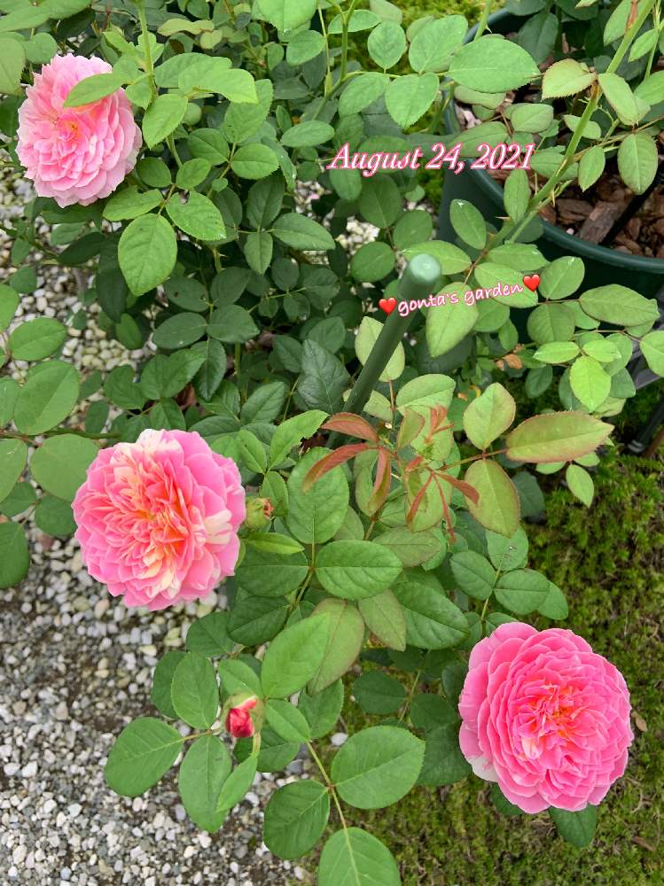 クロードモネの投稿画像 By ごんたさん バラ クロードモネとバラ初心者とばら バラ 薔薇と薔薇のある暮らし とおうち園芸と 花のある暮らしと薔薇 が好き と薔薇 21月8月24日 Greensnap グリーンスナップ