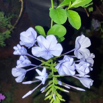 ルリマツリ♡の画像 by Les fleurs ＊＊＊＊さん | 小さな庭と薄紫色の花とルリマツリ♡