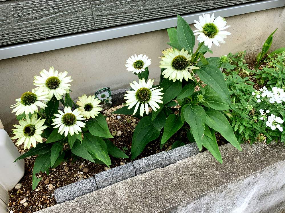 エキナセアの投稿画像 By まきまきさん 白い花とガーデニング初心者と白い花とガーデニング初心者 21月8月 24日 Greensnap グリーンスナップ Greensnap グリーンスナップ