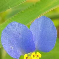 ツユクサ,青い℘世界,光輝く花,マクロマニア,癒されの画像