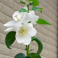 バイカウツギ 梅花空木 の育て方 植え付けの時期や水やりの頻度は Greensnap グリーンスナップ