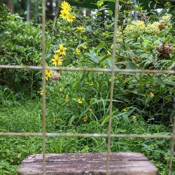 ヘリアンサス・レモンクイーンの画像 by 秋草さん | 広い庭とヒメヒマワリとレモンクィーンとヘリアンサス・レモンクイーンと黄色い花と黄色い花マニアとレモンクィーン✽とyellowフェス