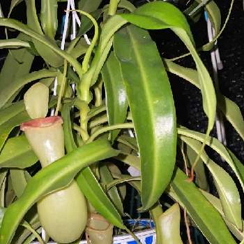 ネペンテス・ベントリコーサの画像 by 食虫植物と記念Suicaが好きさん | オザキベントリとネペンテス・ベントリコーサと食虫植物と食虫植物広め隊