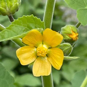 帰化植物の投稿画像一覧 Greensnap グリーンスナップ