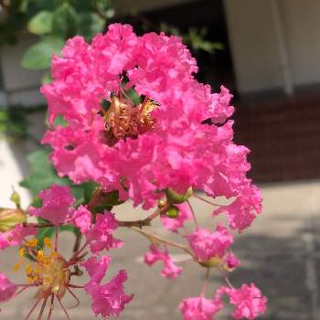 フリフリフリルの画像 by yaccoさん | お出かけ先と百日紅（サルスベリ)と今日も暑い☀️とフリフリフリルとお散歩道と癒されますと真夏の花と夏休みと暑い日の朝