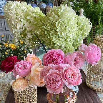 コーラル色の花の画像 by ブルーネストさん | 部屋とノリウツギ ライムライトと菊（マム）とイングリッシュローズとばら バラ 薔薇とオレンジ色の花とピンクの花とバラ つるバラとコーラル色の花とおうち園芸と香る花とイングリッシュ・ローズとデビッドオースティンと黄色の花と赤い花とガーデニングとバラが好きと近づく秋とバラを楽しむと切り花アレンジとアプリコット色の花