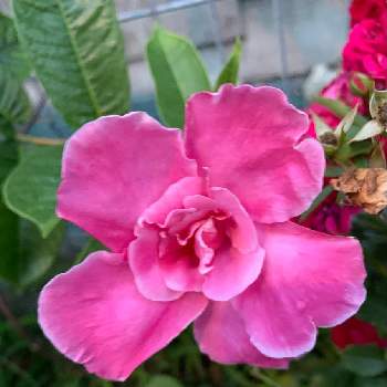 八重咲きマンデビラの投稿画像一覧 Greensnap グリーンスナップ