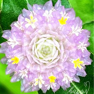 センニチコウ,千日紅,地植え,いつもありがとう♡,癒し…♡の画像