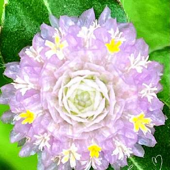 センニチコウ,千日紅,地植え,いつもありがとう♡,癒し…♡の画像