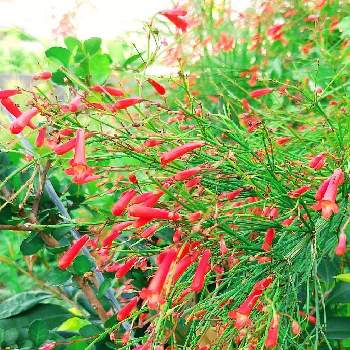 花丁子 ラッセリア の投稿画像一覧 Greensnap グリーンスナップ