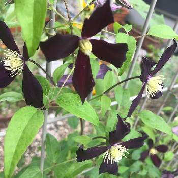 クレマチス ミケリテの投稿画像一覧 Greensnap グリーンスナップ