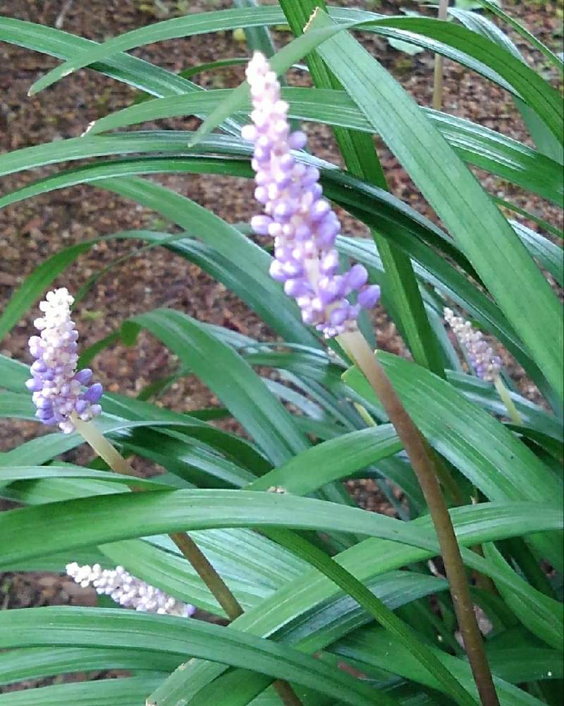 ヤブランの投稿画像 By かすみそうさん 花のあるくらしと好きな色とおうち園芸と花に魅せられてと可愛い とリフレッシュ と大切なはなといやし と紫のお花 21月8月25日 Greensnap グリーンスナップ
