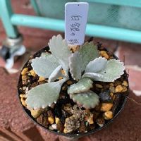 カランコエ プミラの育て方 水やりの時期や日当たり加減は Greensnap グリーンスナップ カランコエ プミラの育て方 水やりの時期や日当たり加減は Greensnap グリーンスナップ
