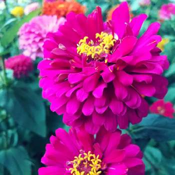 百日草の花の画像 by ダチュラさん | お出かけ先と濃いピンクとヒャクニチソウ！と百日草の花と濃いピンクの花