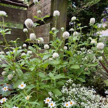 ジニアリネアリスの投稿画像一覧 Greensnap グリーンスナップ