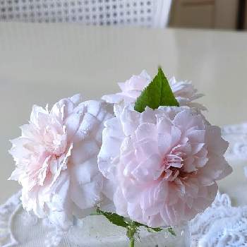 みさき バラの画像 by Bree Van de Kampさん | 小さな庭と和ばらとばら バラ 薔薇とピンクの薔薇とみさき バラと和ばら 美咲とおうち園芸とばら大好きとガーデニングと花のある暮らし