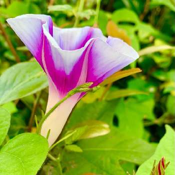 ヒルガオ科サツマイモ属の画像 by ejyoさん | アサガオと紫色の花とヒルガオ科とヒルガオ科サツマイモ属と花のある暮らしとお庭