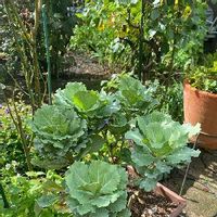葉牡丹 ハボタン の育て方 種まき時期は 挿し木での増やし方は Greensnap グリーンスナップ 葉牡丹 ハボタン の育て方 種まき時期は 挿し木での増やし方は Greensnap グリーンスナップ