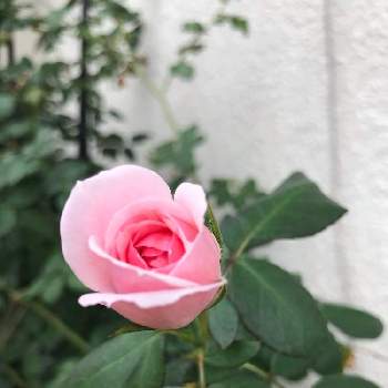 薔薇 シンデレラの投稿画像一覧 Greensnap グリーンスナップ